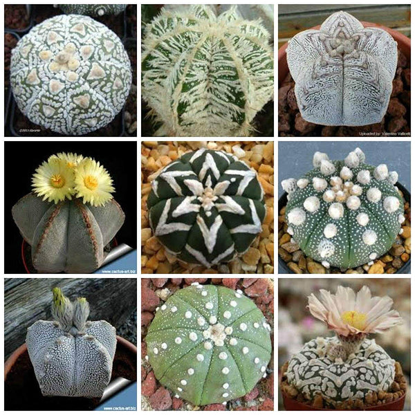 Astrophytum mix - 20 seeds