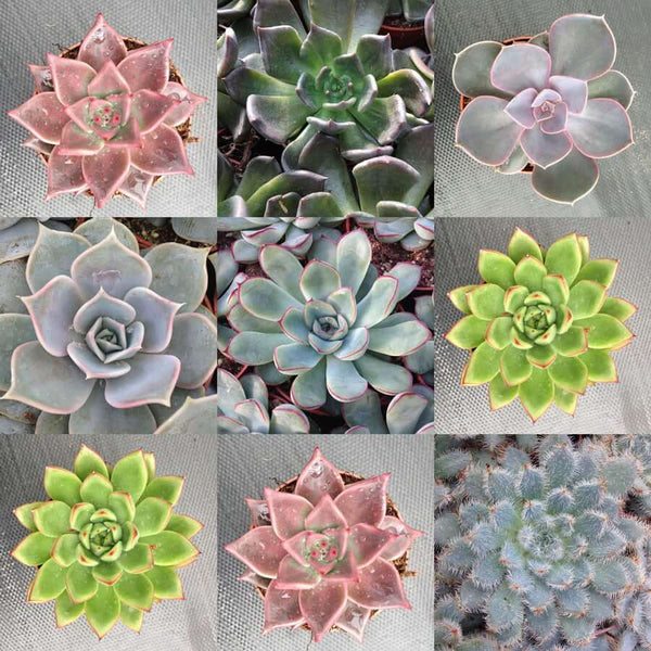 Echeveria mix - 10 seeds
