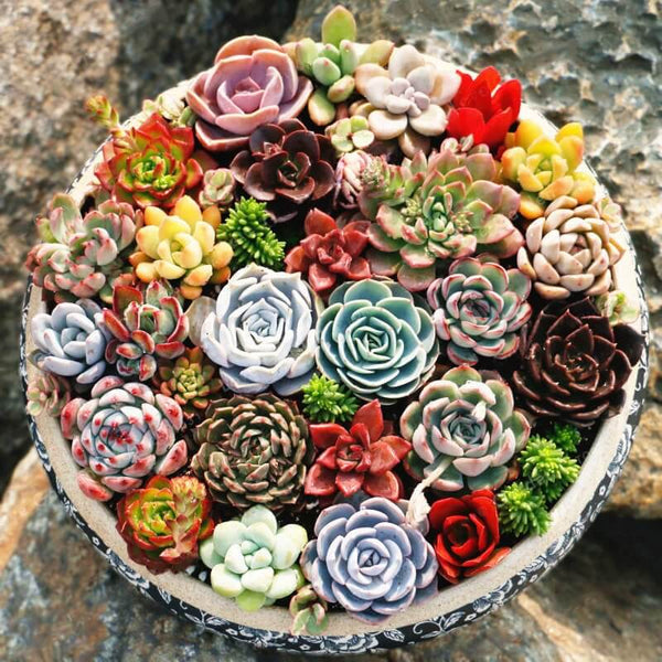 Echeveria mix - 10 seeds