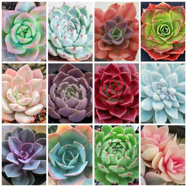 Echeveria mix - 10 seeds