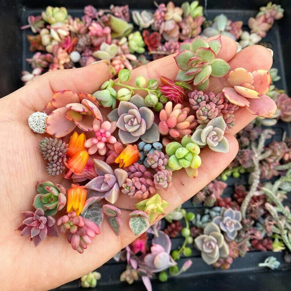 Echeveria mix - 10 seeds
