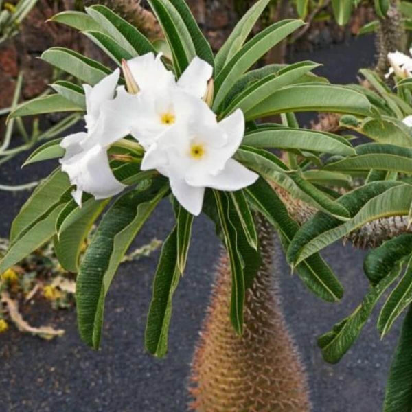 Pachypodium lamerei (Madagascar palm) - 5 seeds