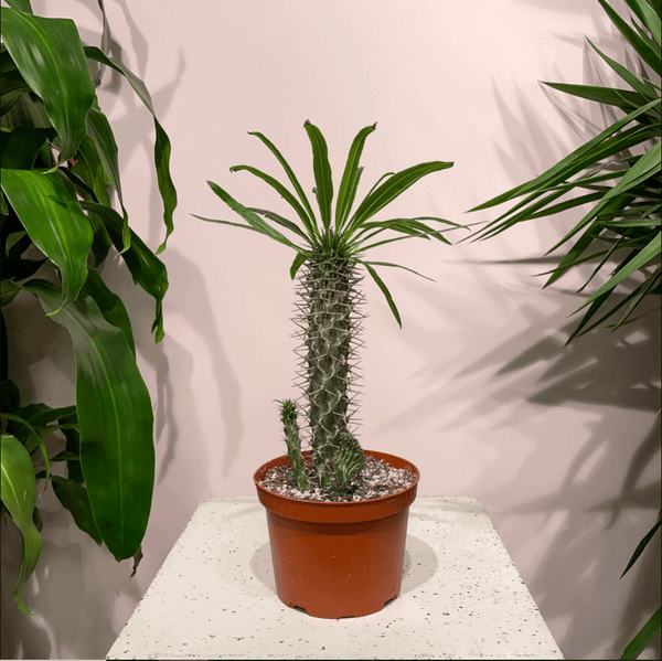 Pachypodium lamerei (Madagascar palm) - 5 seeds