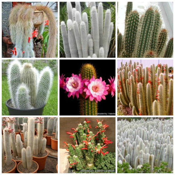 Cleistocactus mix - 10 seeds