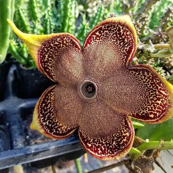 Edithcolea grandis - 5 seeds