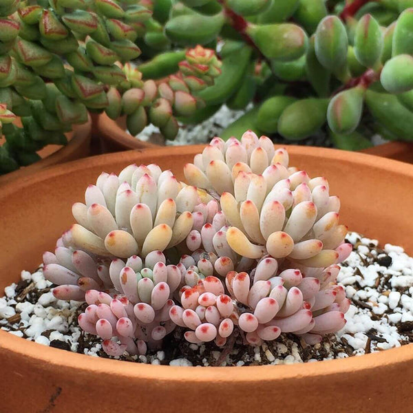 Bluebean (Graptopetalum pachyphyllum) - 20 seeds