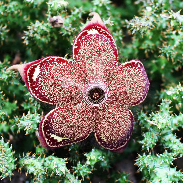 Edithcolea grandis - 5 seeds
