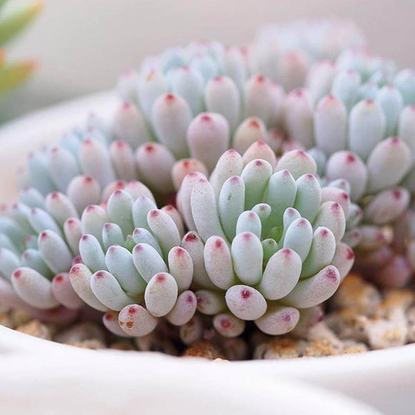 Bluebean (Graptopetalum pachyphyllum) - 20 seeds