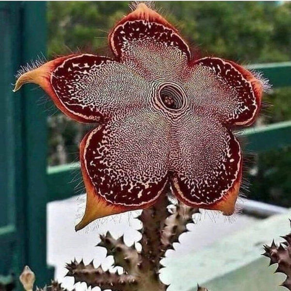 Edithcolea grandis - 5 seeds