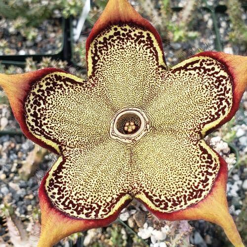 Edithcolea grandis - 5 seeds