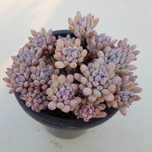 Bluebean (Graptopetalum pachyphyllum) - 20 seeds