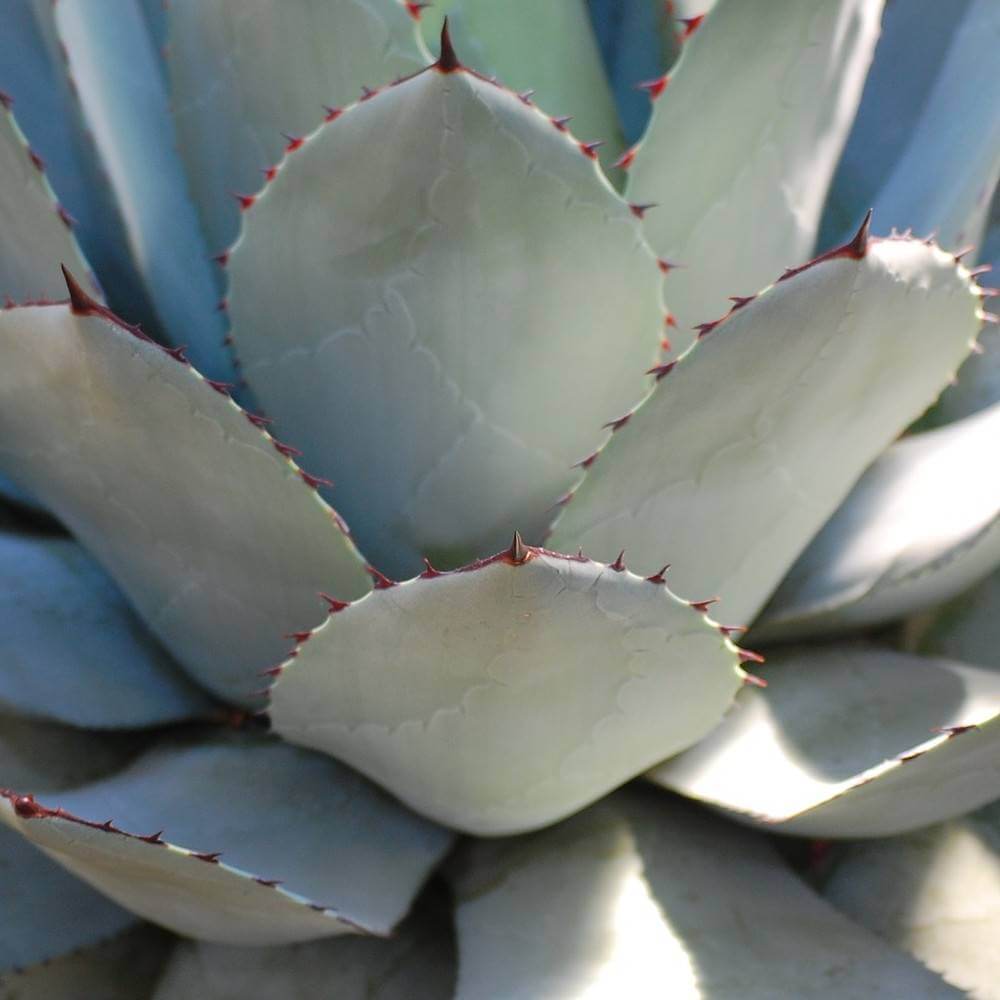 Agave guadalajarana – Rare Plant World