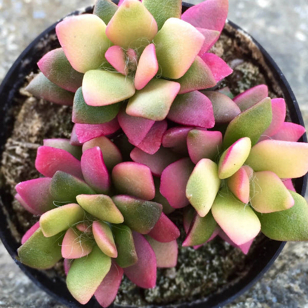 Anacampseros telephiastrum - 20 seeds