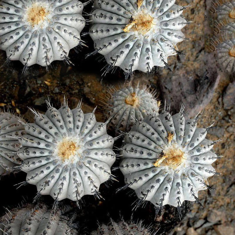コピアポア 黒王丸 Copiapoa cinerea no.42677 | 芽の巣山