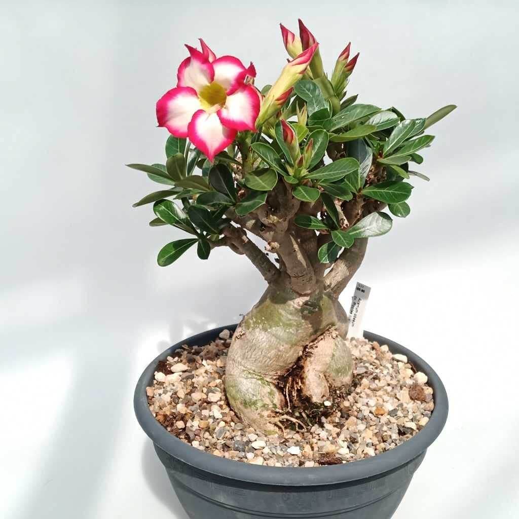 Desert Rose Plant - Adenium obesum - Natural Bonsai or House Plant