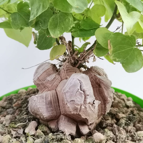 Dioscorea elephantipes - 5 seeds