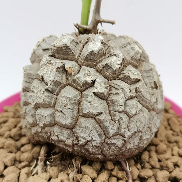 Dioscorea elephantipes - 5 seeds