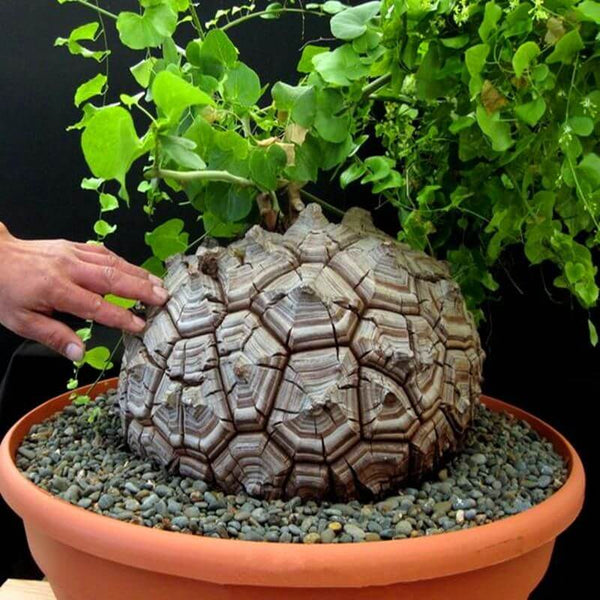 Dioscorea elephantipes - 5 seeds
