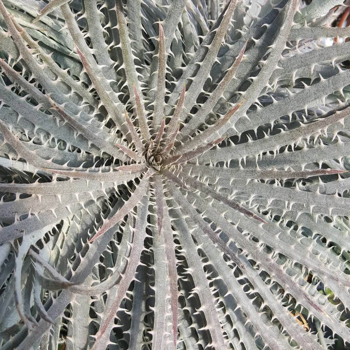 dyckia fosteriana original clone - メルカリ