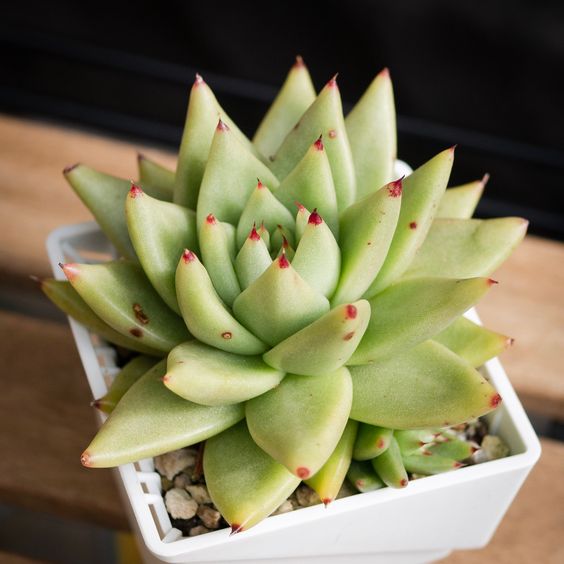 Echeveria agavoides v Multifida - 20 seeds