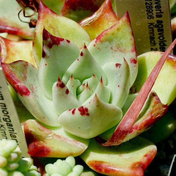 Echeveria agavoides v Multifida - 20 seeds