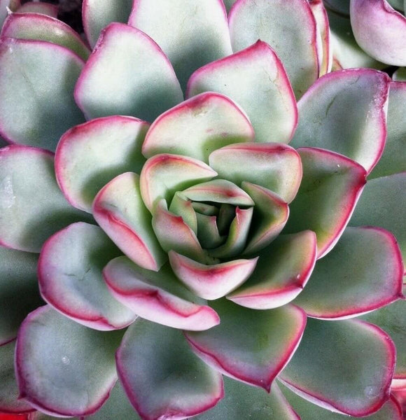 Painted Lady Echeveria - 20 seeds