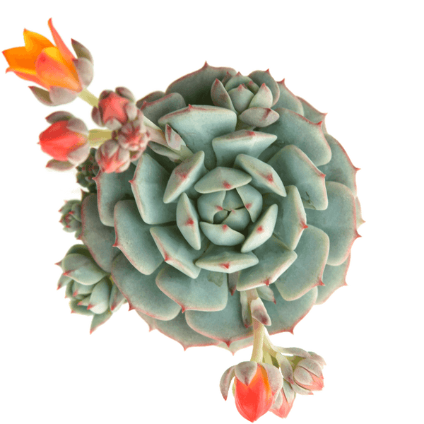 Painted Lady Echeveria - 20 seeds