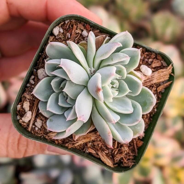 Echeveria elegans v Albicans - 20 seeds