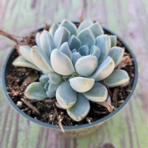 Echeveria elegans v Albicans - 20 seeds