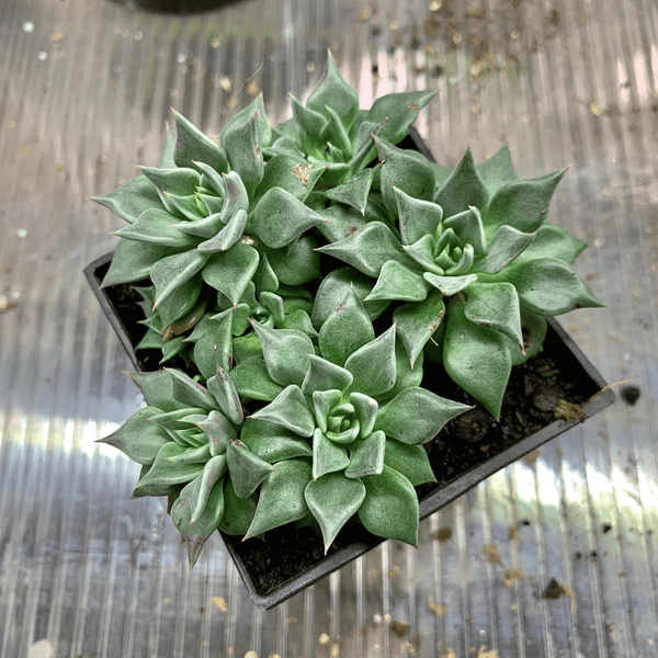 Echeveria heterosepala - 20 seeds