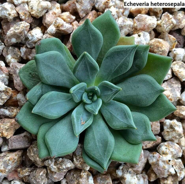 Echeveria heterosepala - 20 seeds