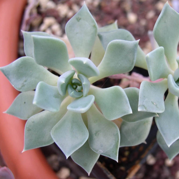 Echeveria heterosepala - 20 seeds
