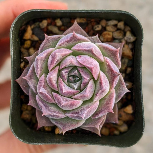 Echeveria hyalina - 20 seeds