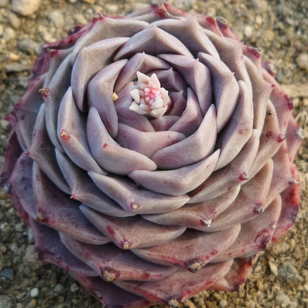 Echeveria hyalina - 20 seeds