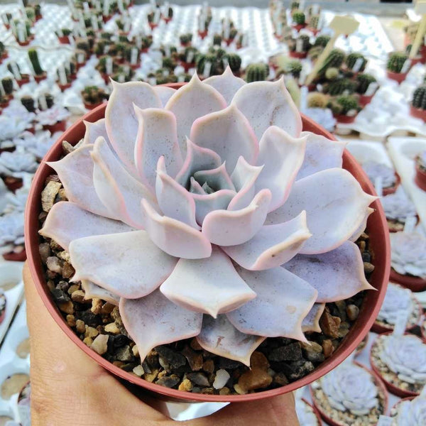 Echeveria lilacina (Ghost echeveria) - 20 seeds