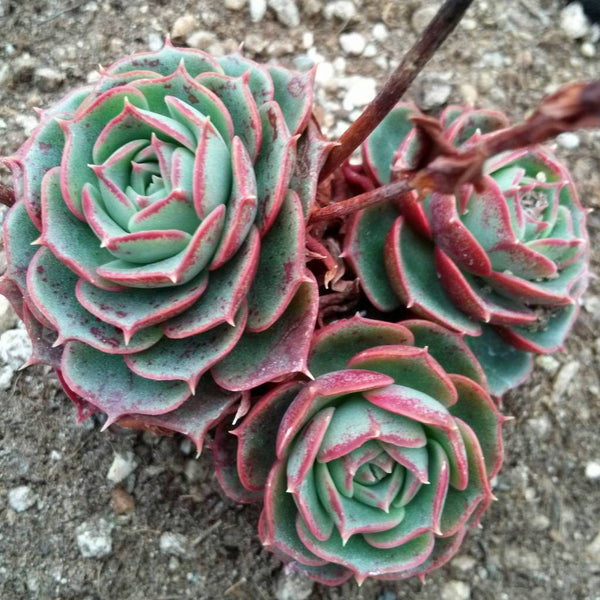 Echeveria longissima v brachyantha - 20 seeds