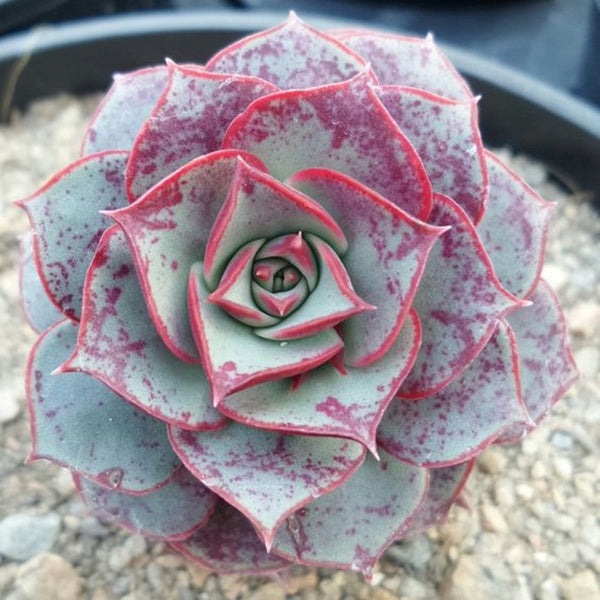 Echeveria longissima v brachyantha - 20 seeds