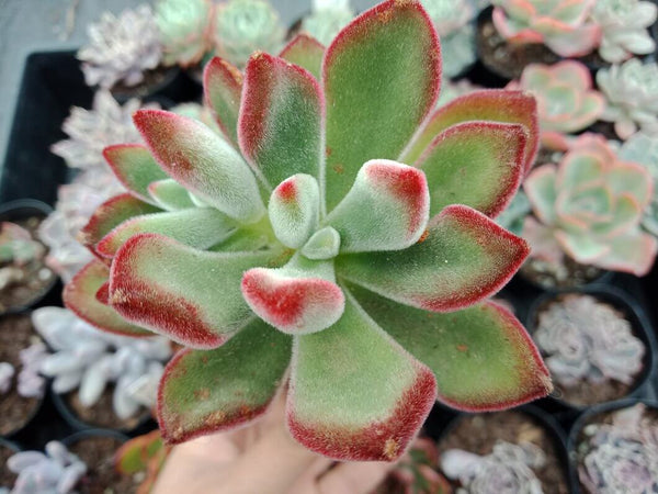 Echeveria pulvinata v Ruby - 20 seeds