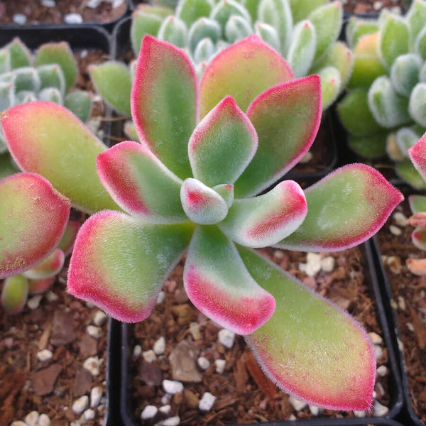 Echeveria pulvinata v Ruby - 20 seeds