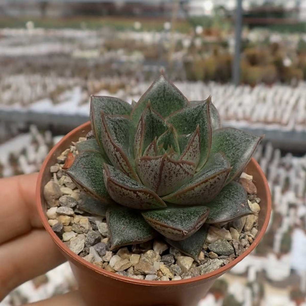 Echeveria purpusorum - 20 seeds