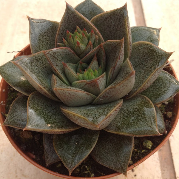 Echeveria purpusorum - 20 seeds