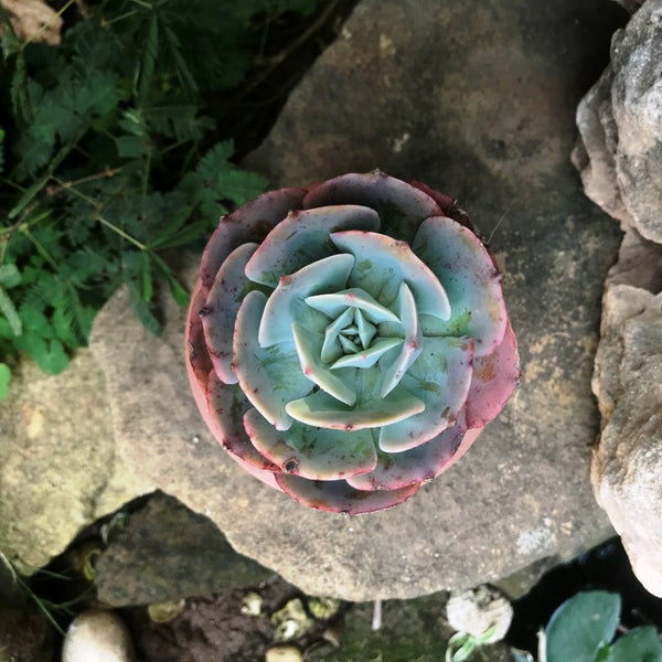 Echeveria secunda v glauca - 20 seeds