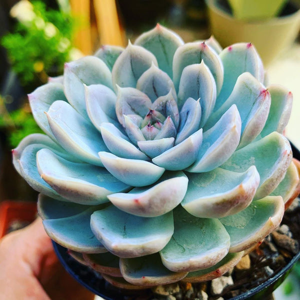 Echeveria secunda v Reglensis - 20 seeds