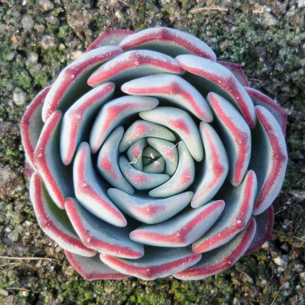 Echeveria secunda v Reglensis - 20 seeds