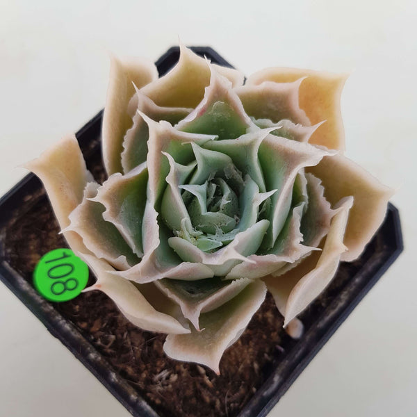 Echeveria simulans Ascension - 20 seeds