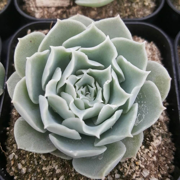 Echeveria simulans Ascension - 20 seeds