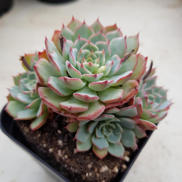 Echeveria sp El Encino - 20 seeds