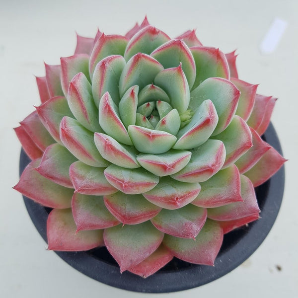 Echeveria sp El Encino - 20 seeds