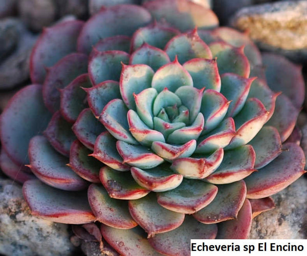 Echeveria sp El Encino - 20 seeds