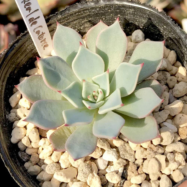 Echeveria sp Real de Catorce - 20 seeds